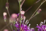 Tall ironweed